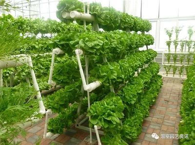无土栽培盈利攻略 让你的温室用对通风实现高产！